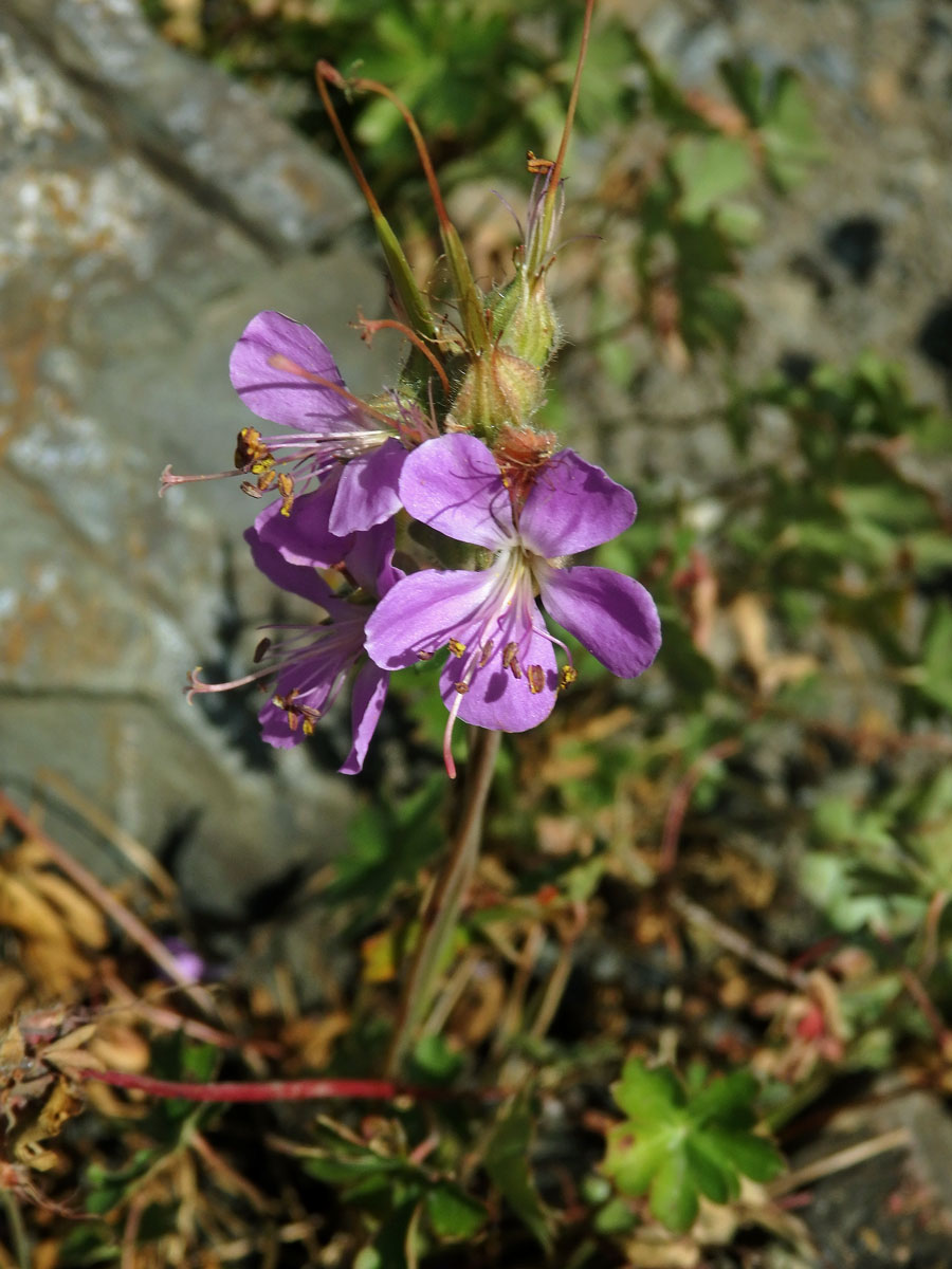 Kakost dalmatský (Geranium dalmaticum (Beck) Rech. f.)