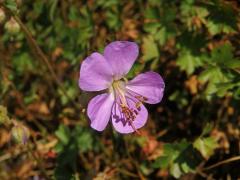 Kakost dalmatský (Geranium dalmaticum (Beck) Rech. f.)