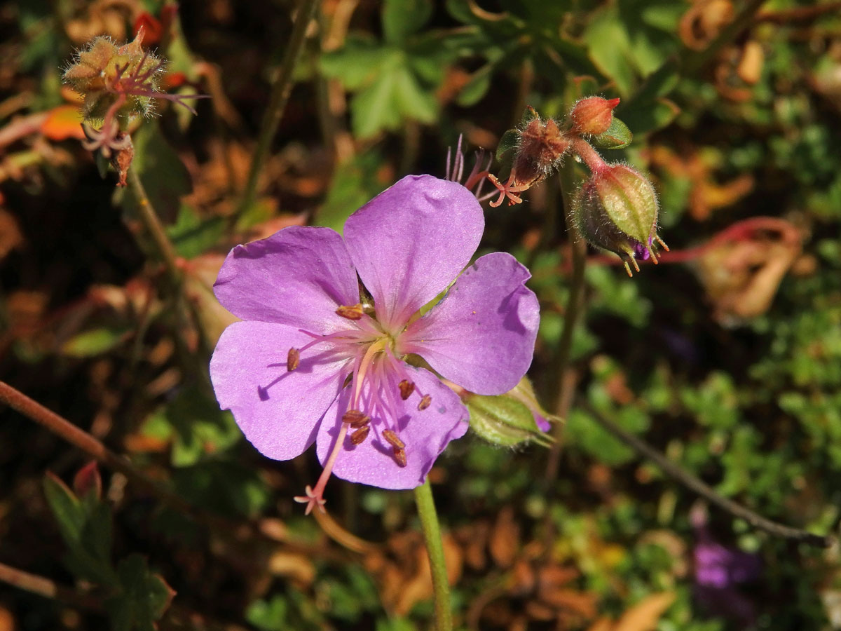 Kakost dalmatský (Geranium dalmaticum (Beck) Rech. f.)