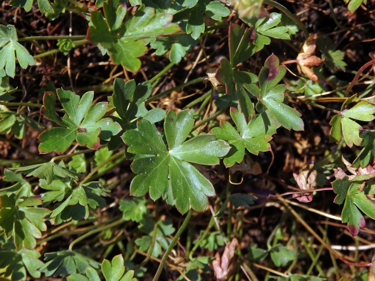 Kakost dalmatský (Geranium dalmaticum (Beck) Rech. f.)