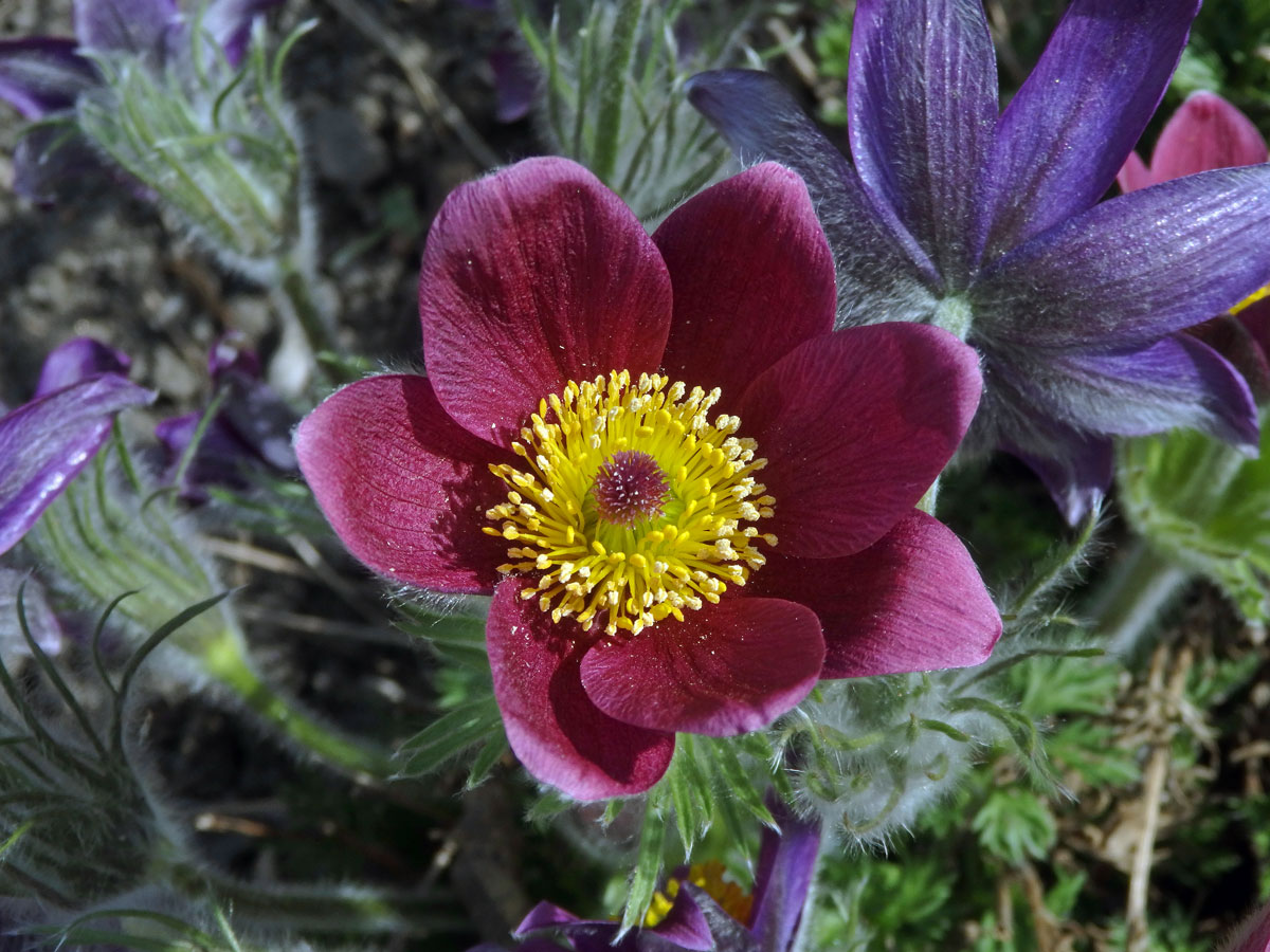 Koniklec (Pulsatilla rubra (Lam.) Delarbre), sedmičetný květ (2)