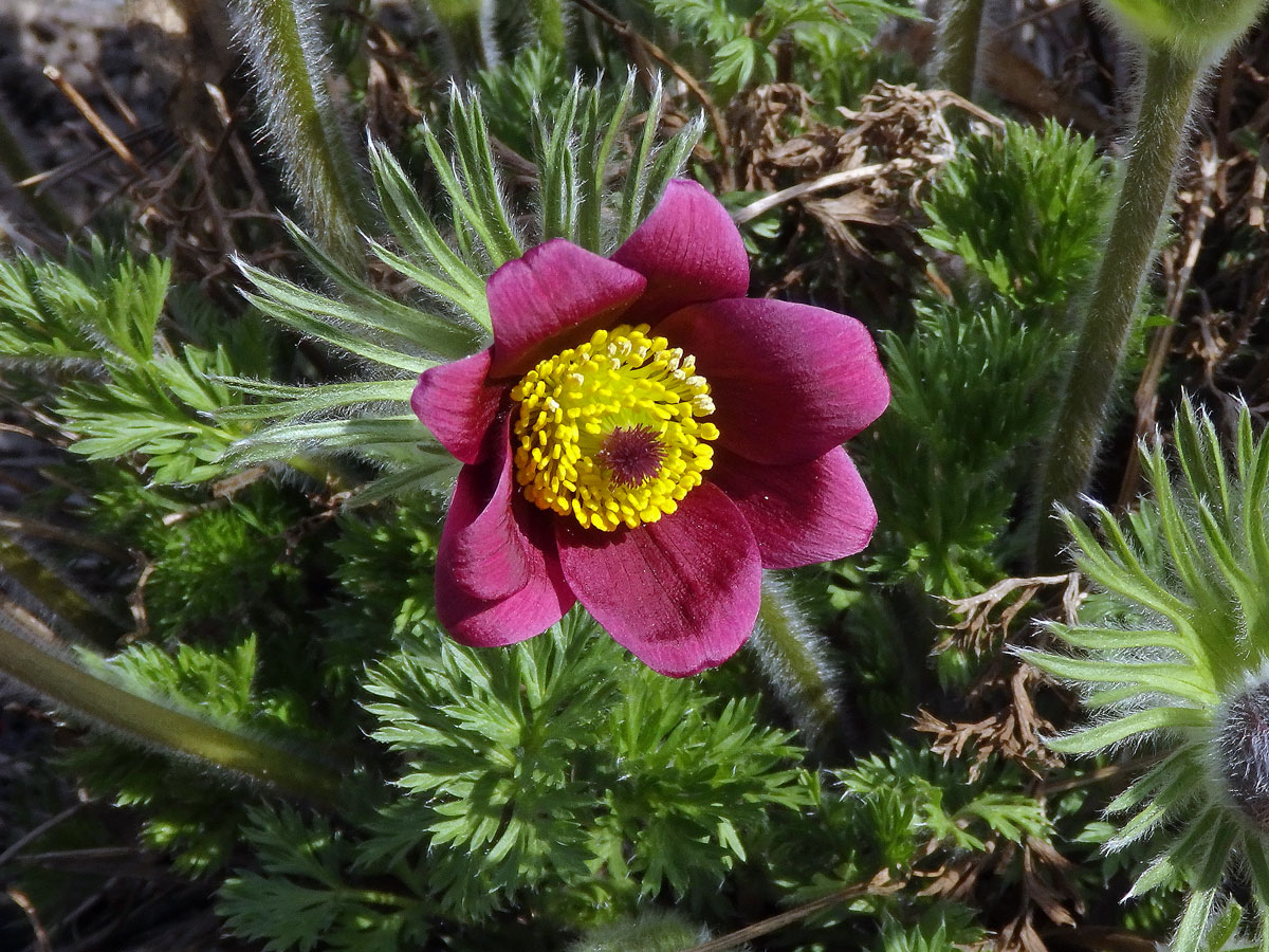 Koniklec (Pulsatilla rubra (Lam.) Delarbre), osmičetný květ