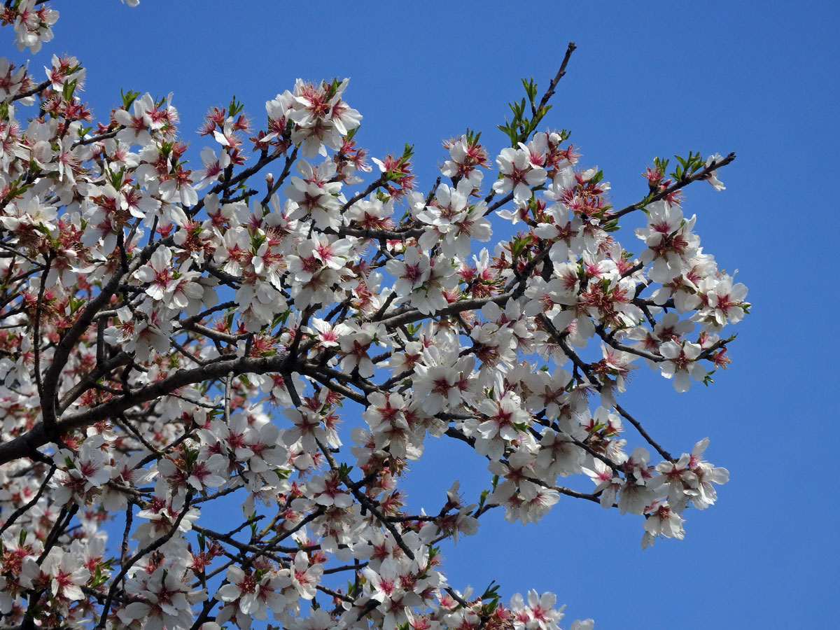 Mandloň obecná (Prunus dulcis (Mill.) D. A. Webb)