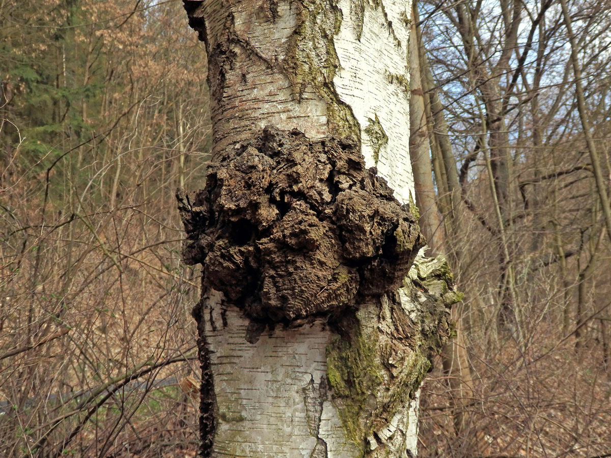 Nádor na bříze bělokoré (Betula pendula Roth) (80a)