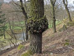 Nádor na dubu letním (Quercus robur L.) (47a)