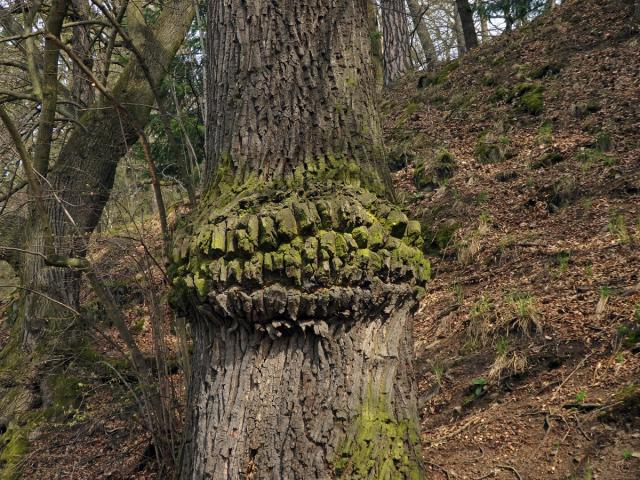 Nádor na dubu letním (Quercus robur L.) (48a)