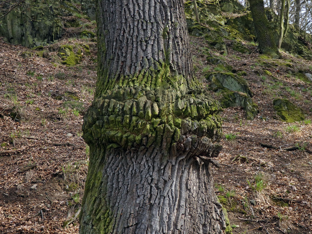 Nádor na dubu letním (Quercus robur L.) (48b)