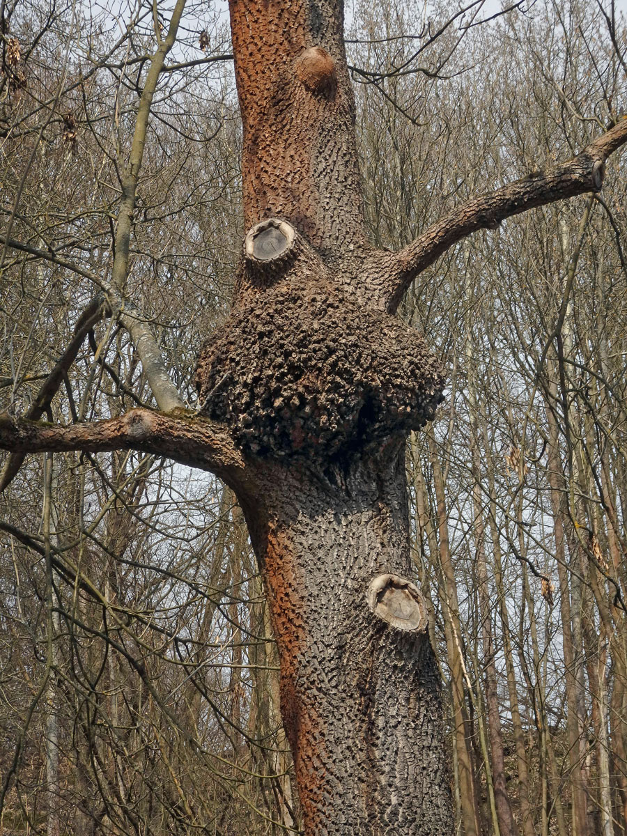 Nádor na jasanu ztepilém (Fraxinus excelsior L.) (22a)