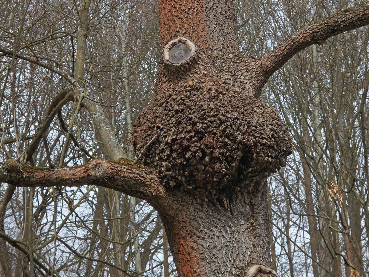 Nádor na jasanu ztepilém (Fraxinus excelsior L.) (22b)