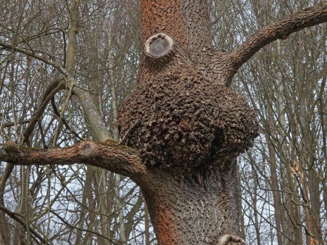 Nádor na jasanu ztepilém (Fraxinus excelsior L.) (22b)