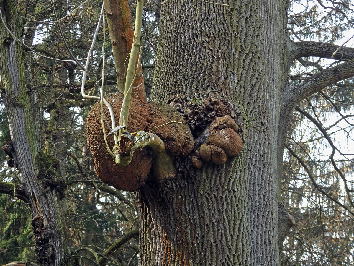 Nádor na jasanu ztepilém (Fraxinus excelsior L.) (23a)