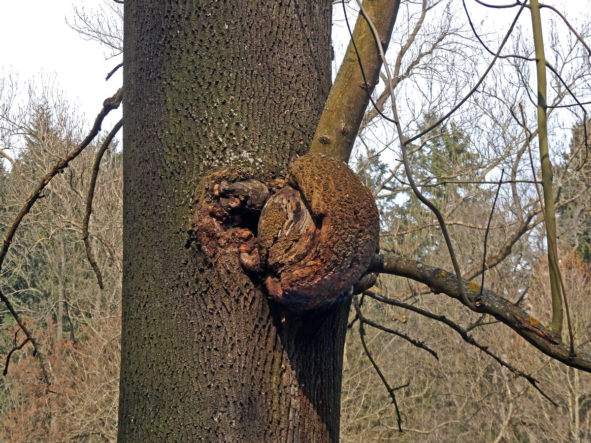 Nádor na jasanu ztepilém (Fraxinus excelsior L.) (23b)