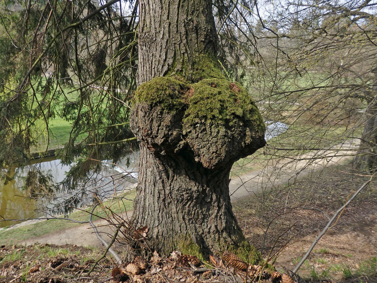 Lípa velkolistá (Tilia platyphyllos Scop.) (38a) s nádorem na kmeni