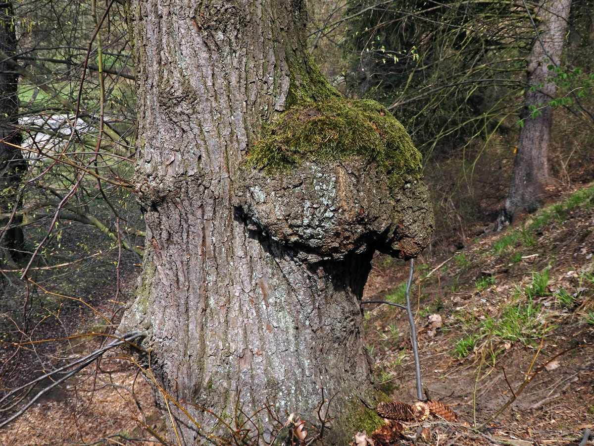 Lípa velkolistá (Tilia platyphyllos Scop.) (38b) s nádorem na kmeni