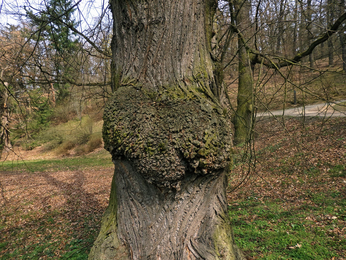 Lípa velkolistá (Tilia platyphyllos Scop.) (39a) s nádorem na kmeni