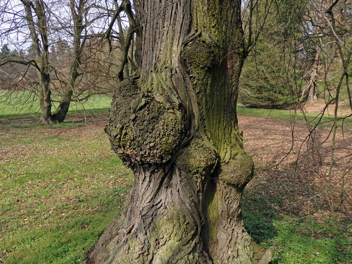 Lípa velkolistá (Tilia platyphyllos Scop.) (39b) s nádorem na kmeni