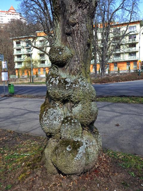 Lípa velkolistá (Tilia platyphyllos Scop.) (41a) s nádorem na kmeni