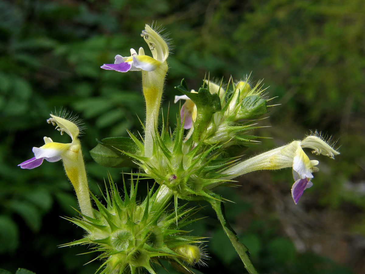 Konopice sličná (Galeopsis speciosa Mill.)