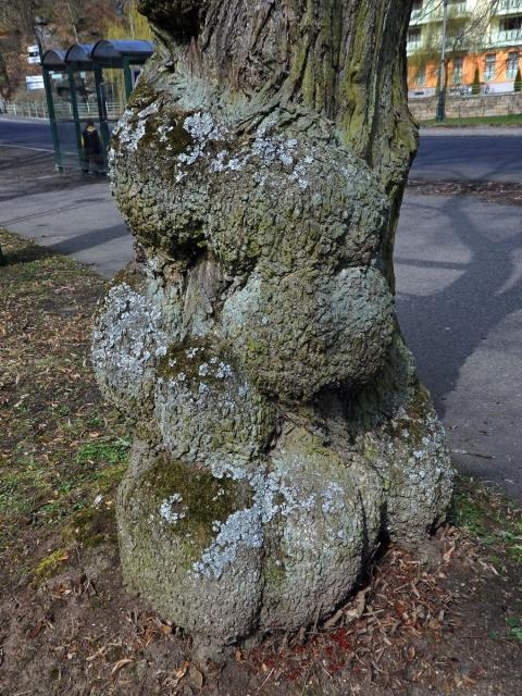 Lípa velkolistá (Tilia platyphyllos Scop.) (41b) s nádorem na kmeni