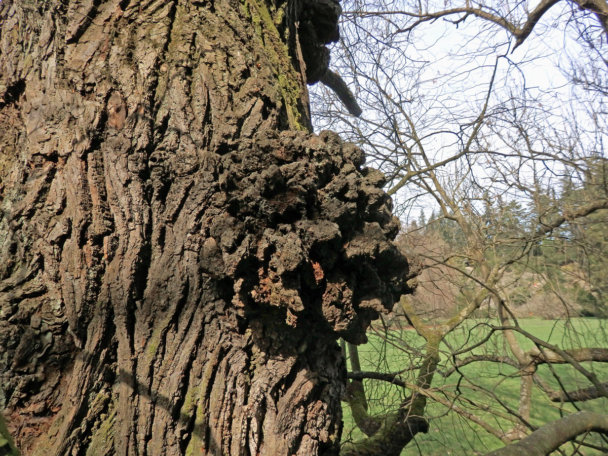 Lípa velkolistá (Tilia platyphyllos Scop.) (43b) s nádorem na kmeni