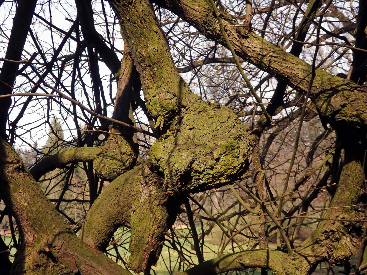 Lípa velkolistá (Tilia platyphyllos Scop.) (45) s nádorem na kmeni