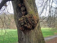 Lípa velkolistá (Tilia platyphyllos Scop.) (46) s nádorem na kmeni