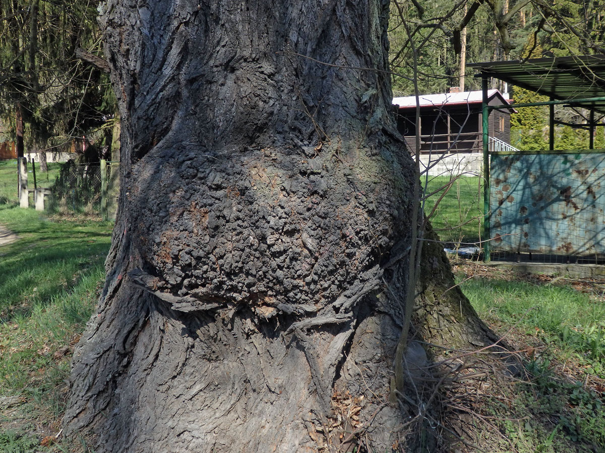 Lípa velkolistá (Tilia platyphyllos Scop.) (48) s nádorem na kmeni