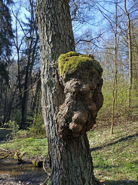 Tumor na olši lepkavé (Alnus glutinosa (L.) Gaertn.) (24a)