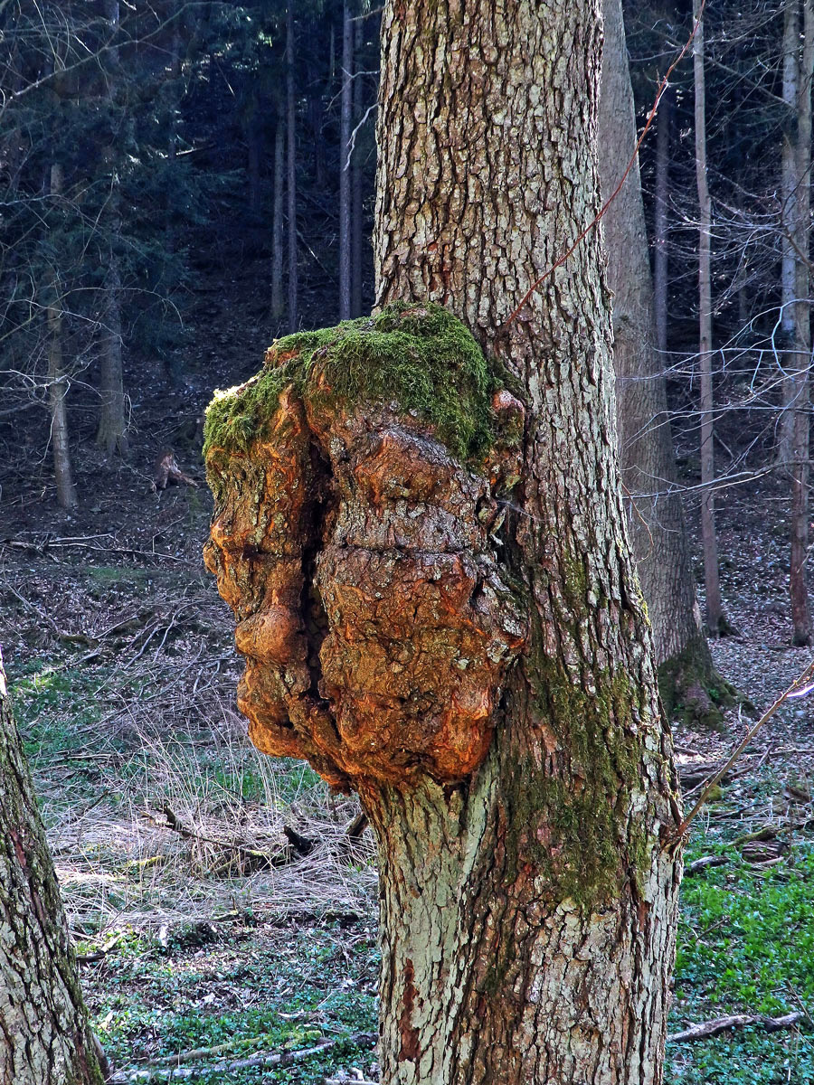 Tumor na olši lepkavé (Alnus glutinosa (L.) Gaertn.) (24c)