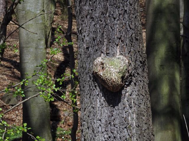 Tumor na olši lepkavé (Alnus glutinosa (L.) Gaertn.) (25a)