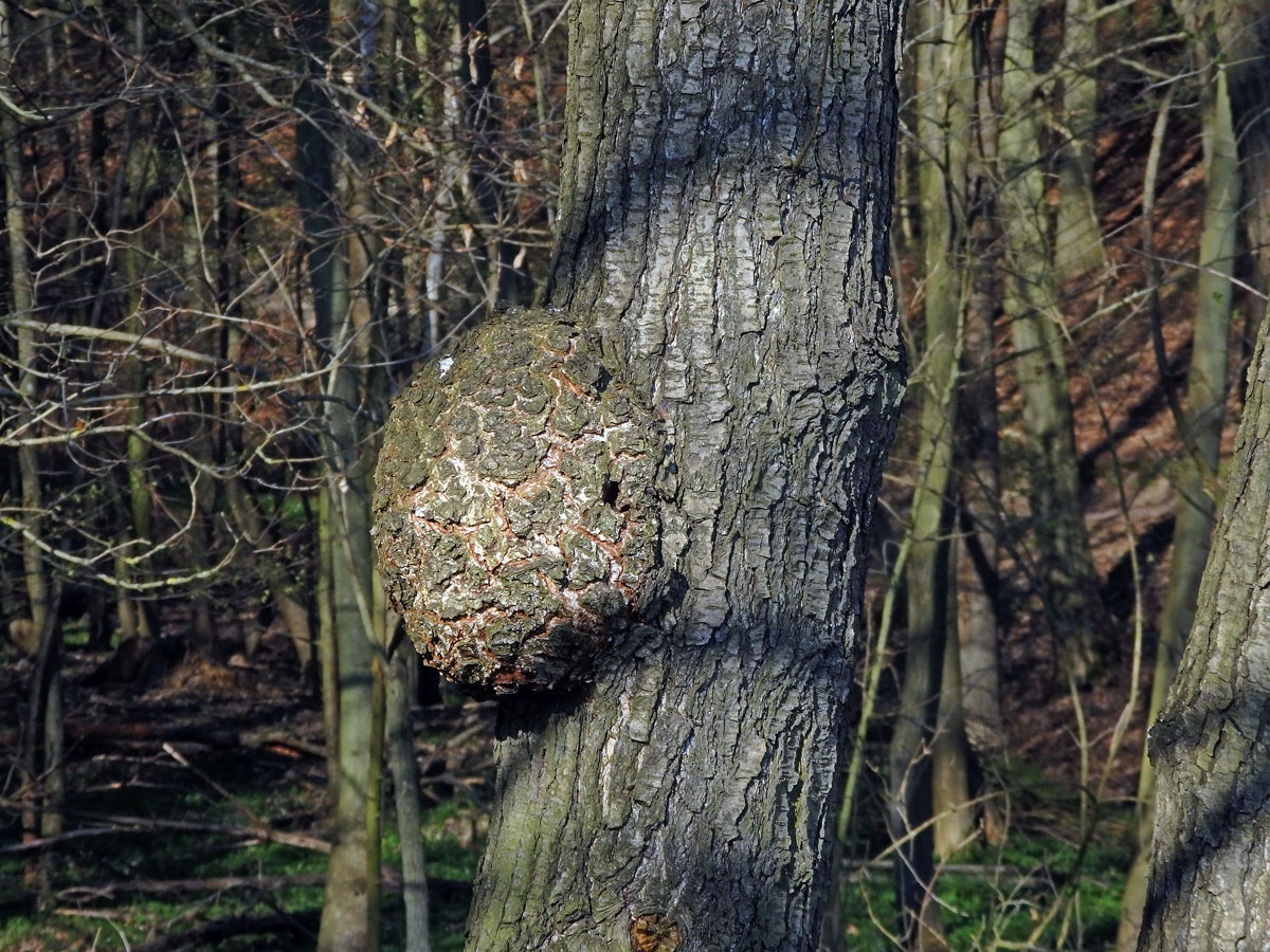 Tumor na olši lepkavé (Alnus glutinosa (L.) Gaertn.) (26b)