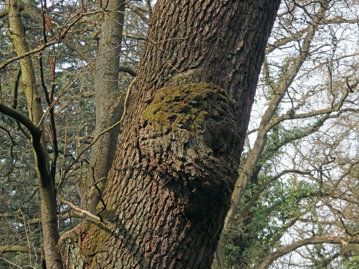 Tumor na olši lepkavé (Alnus glutinosa (L.) Gaertn.) (27)