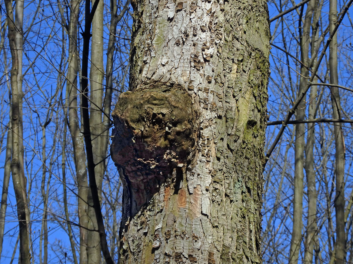 Javor klen (Acer pseudoplatanus L.) s nádorem na kmeni (61a)