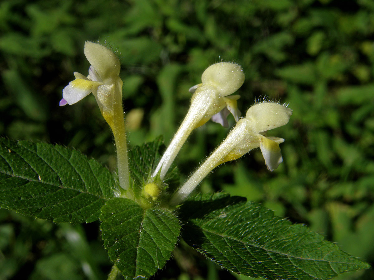 Konopice sličná (Galeopsis speciosa Mill.)