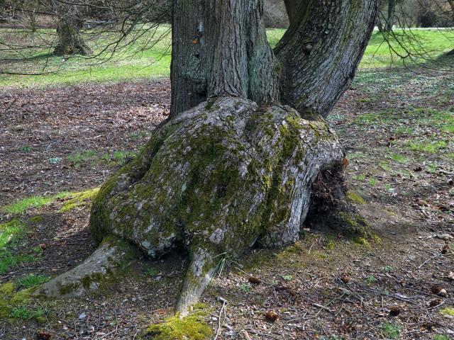 Javor červený (Acer rubrum L.) a velkým nádorem nad kořeny (62a)