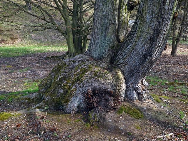 Javor červený (Acer rubrum L.) s velkým nádorem nad kořeny (62b)