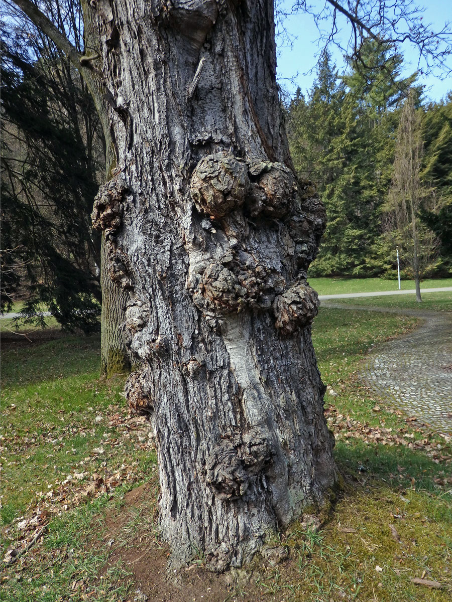 Javor červený (Acer rubrum L.) a četnými nádory na kmeni (64a)