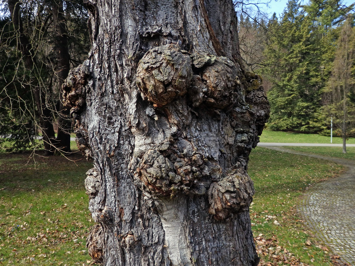 Javor červený (Acer rubrum L.) a četnými nádory na kmeni (64b)