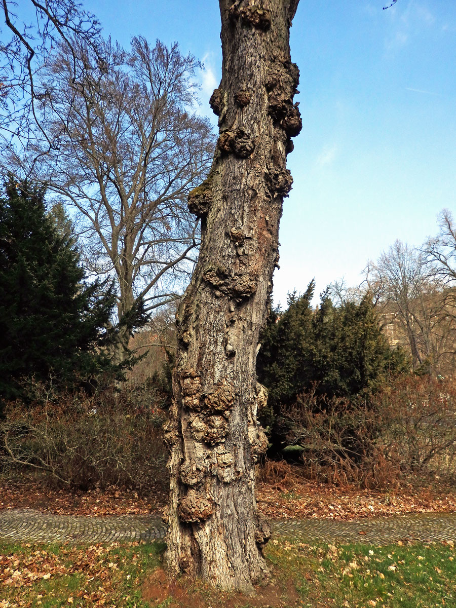 Javor červený (Acer rubrum L.) a četnými nádory na kmeni (64c)