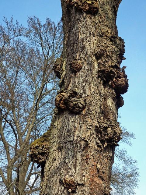 Javor červený (Acer rubrum L.) a četnými nádory na kmeni (64d)