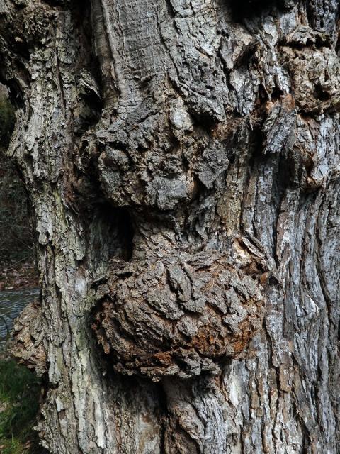 Javor červený (Acer rubrum L.) a četnými nádory na kmeni (64f)