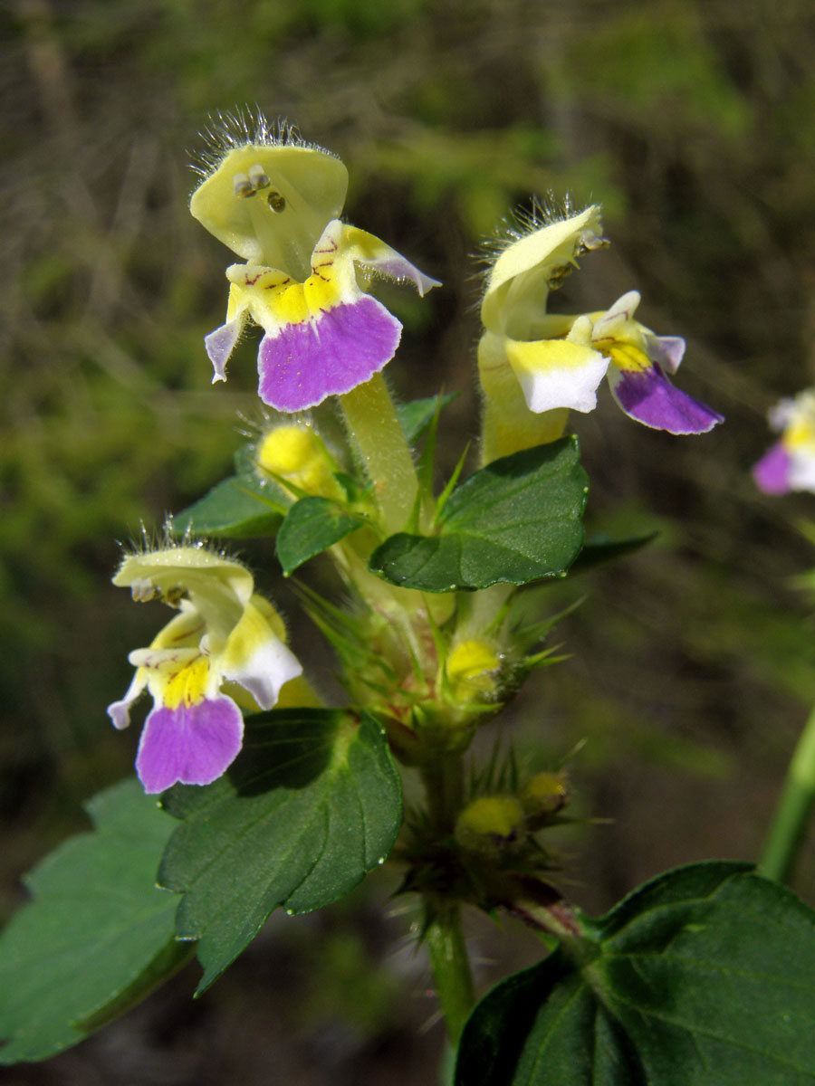 Konopice sličná (Galeopsis speciosa Mill.)