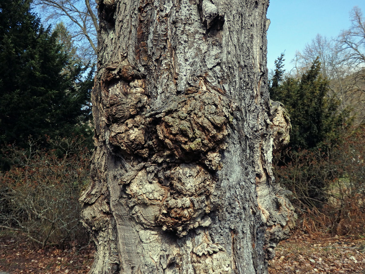 Javor červený (Acer rubrum L.) a četnými nádory na kmeni (64g)