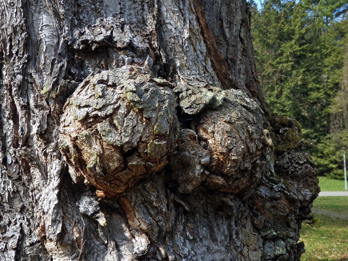 Javor červený (Acer rubrum L.) a četnými nádory na kmeni (64h)