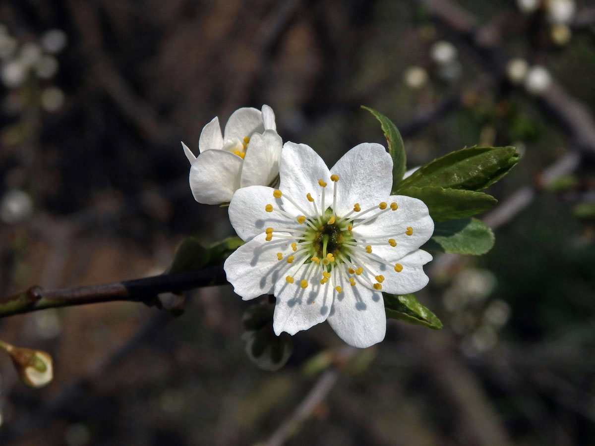 Slivoň obecná (Prunus insititia L.), osmičetný květ