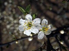 Slivoň obecná (Prunus insititia L.), šestičený květ (2)