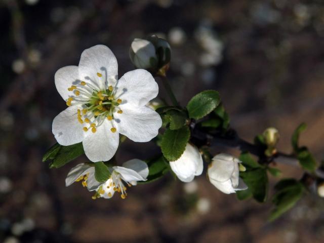 Slivoň obecná (Prunus insititia L.), šestičetný květ (3)