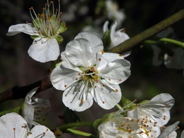 Slivoň obecná (Prunus insititia L.), květ se zmnoženými korunními lístky