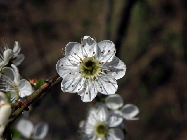 Trnka obecná (Prunus spinosa L.), osmičetný květ (2)