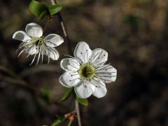 Trnka obecná (Prunus spinosa L.), sedmičetný květ (3)